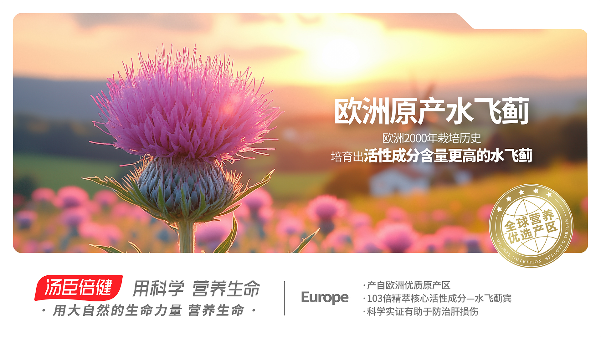 欧洲 水飞蓟